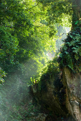 Obraz premium plants and trees with sunbeams