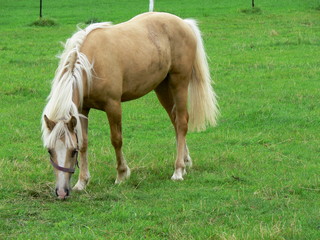 Palomino