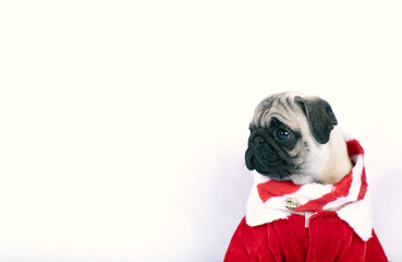 Pug puppy as Santa  on white background