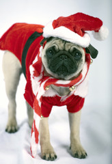 Puppy dressed like Santa Klaus
