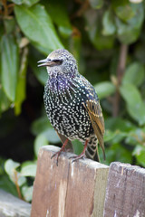 Starling on Fence