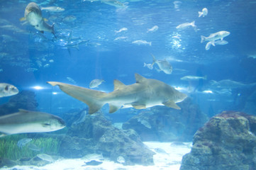 Obraz premium shark in the water