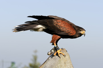 Harris Hawk