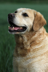 Labrador-Retriever