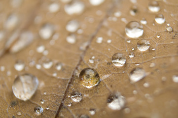 Fototapeta Jesienny liść z kroplami deszczu obraz