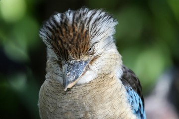 Kookaburra Kingfisher Bird