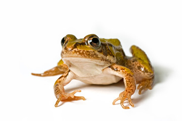 little green frog, elophylax kl. esculentus, looking scared