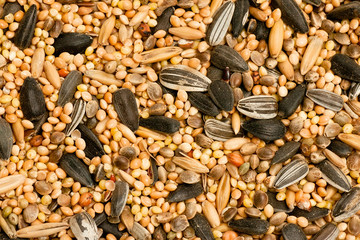 Close up of mixed food for winter feeding garden birds