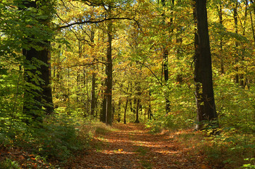 Fototapeta na wymiar Path in early autumn forest