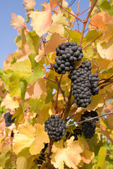 bunch of ripe grapes on grapevine right before harvest