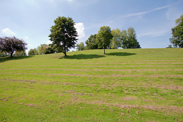 view on the green hill with trees