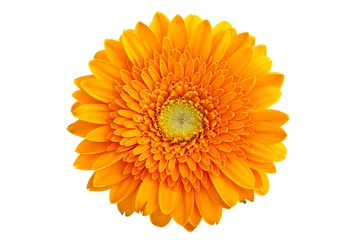 Abwaschbare Fototapete Gerbera Perfect Orange Gerbera - ohne Schatten