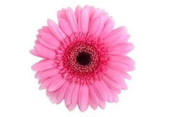 Foto auf Acrylglas Gerbera Perfekte rosa Gerbera