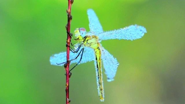 Libellula