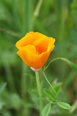 California poppy