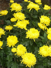 chrysanthèmes jaunes