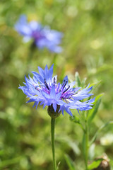 Couple of cornflowers