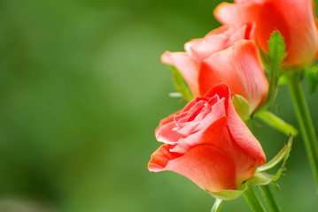 Fototapeta premium red rose