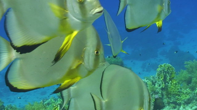 School of circular batfish