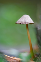 Macro picture with small mushroom