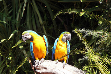 Chest yellow macaws