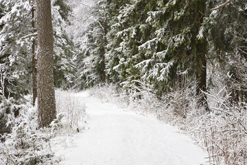 Winter footpaths