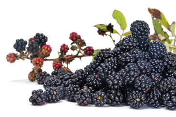 blackberries © nito