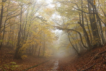 misty road in a autumn park