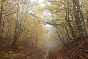  misty road in a autumn park © Yuriy Kulik