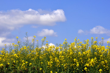 fleurs de colza sous un ciel de printemps