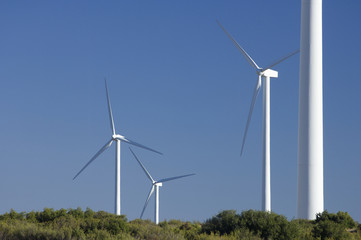 Fototapeta premium wind field