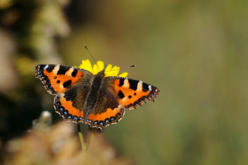 motyl, butterfly, rusałka pokrzywnik © maciejr23