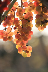 cluster of red wine graves in sunlight
