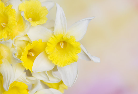 Narcisos