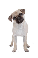 Pug isolated on white