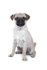 Pug isolated on white
