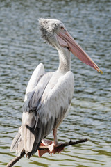 Pelican