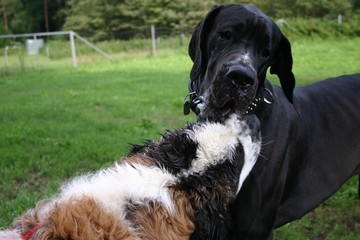 Deutsche Dogge und Bernhardiner beim Spiel