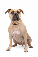 American Staffordshire Terrier isolated on white