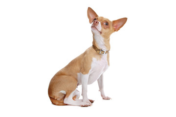 chihuahua dog isolated on white