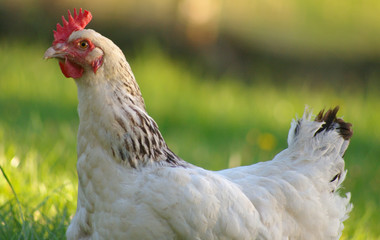 Poule blanche