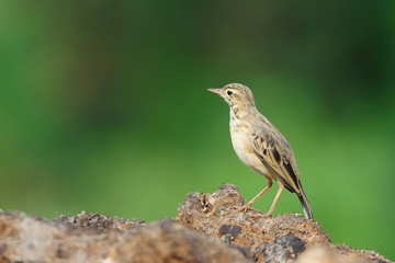 Paddyfield Pipit
