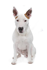 Bull Terrier isolated on white