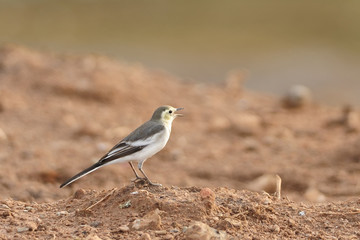 White Wagtail
