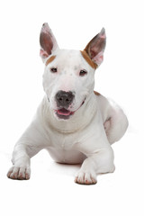 Obraz premium Bull Terrier isolated on white