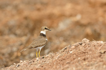 Obraz premium Little Ringed Plover