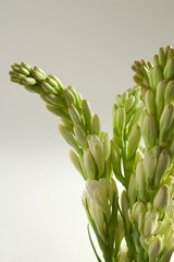 Obraz premium tuberose