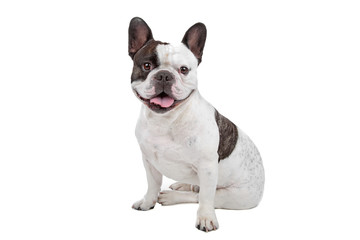 French Bulldog isolated on white - 26885130