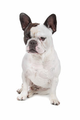 Fototapeta premium French Bulldog isolated on white