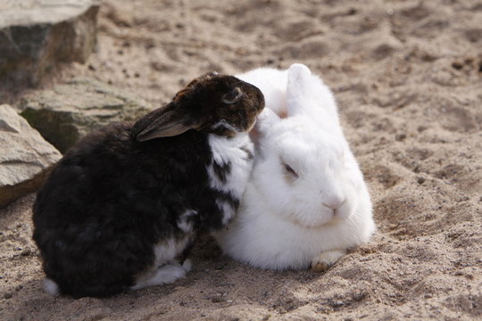 Kaninchen